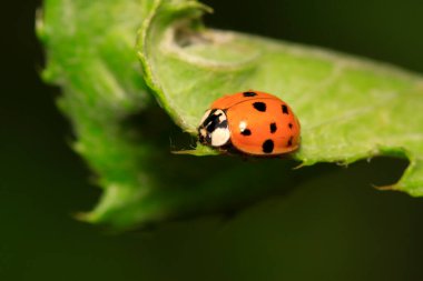 Doğadaki bitki üzerinde Harmonia axyridis