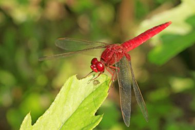 bir kırmızı yusufçuk kalmak teller