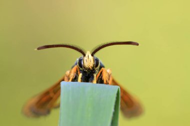 Aegeriidae böcekleri vahşi doğada bitki üzerinde