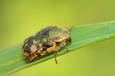 Vahşi doğada yeşil yapraklı saman.