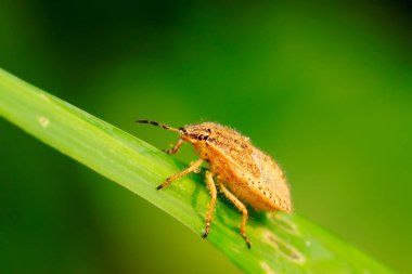 Kokuşmuş böcek doğadaki bitkinin üzerinde