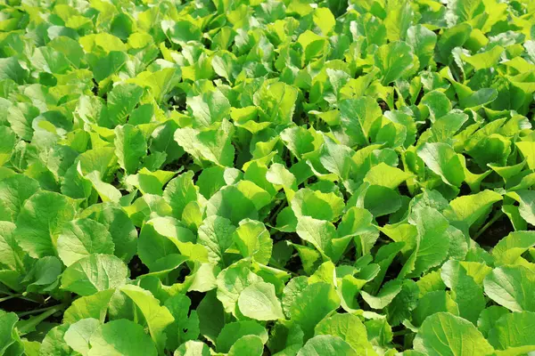 Seralarda yeşil sebze fideleri