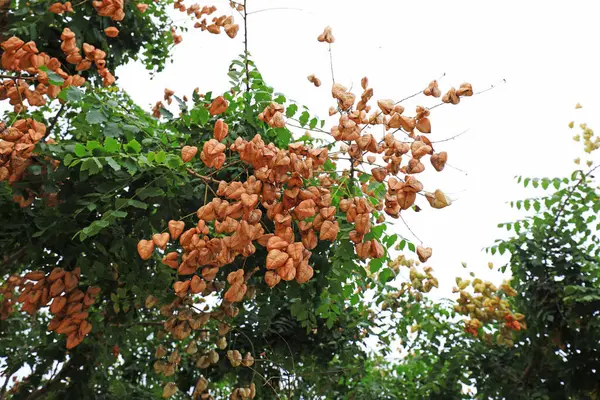 Çin 'de Dallar Üzerinde Luan Ağacı Çiçekleri
