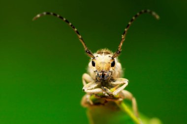 Yeşil yapraklı uzun mısır