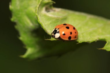 Doğadaki bitki üzerinde Harmonia axyridis