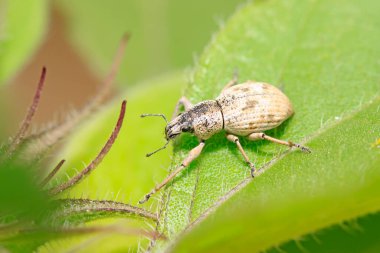 Yabani bitkilerdeki buğday biti