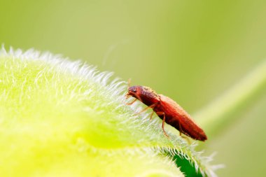 toka böcekleri üzerinde vahşi yaprak yeşil