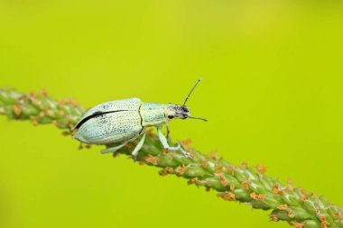 Yabani bitkilerdeki buğday biti