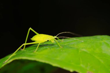 Doğadaki bitki üzerinde Phaneroptera sinensis