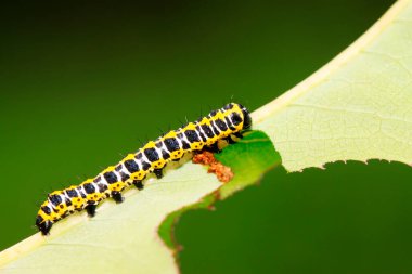 Vahşi doğada yeşil yaprağın üzerindeki boynuzlu kardeşlik.