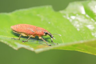 Lixus amurensis Faust doğadaki bitki üzerine
