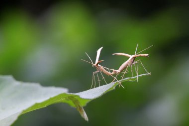 Yeşil lea üzerindeki tatlı patates tüyü güvesi.