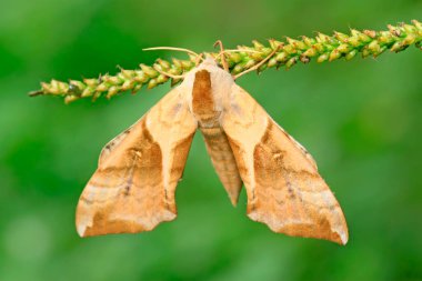 hawkmoth üzerinde vahşi yaprak yeşil fasulye