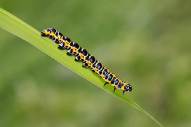 Vahşi doğada yeşil yaprağın üzerindeki boynuzlu kardeşlik. 