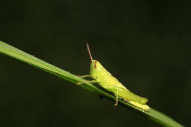 Oxyachinensis doğadaki bitki üzerine