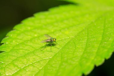 Dolichopodidae böceği doğada bitki üzerinde