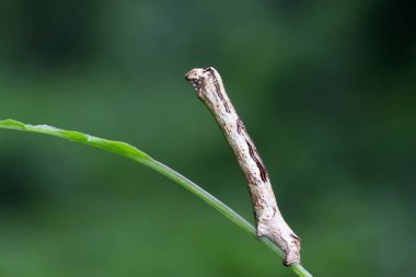 Geometridae doğadaki bitki üzerinde