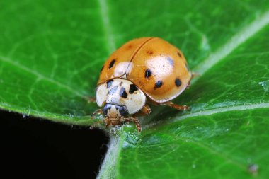 Yeşil yapraklı uğur böceği, Kuzey Çin