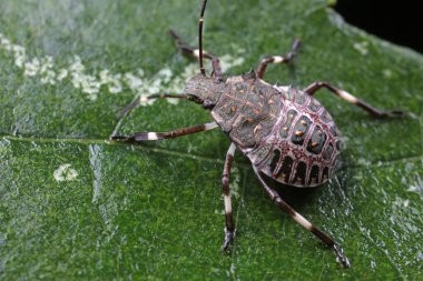 Yeşil yapraklı pis böcek, Kuzey Çin