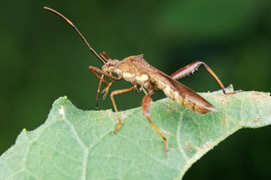 Yeşil yapraklı pis böcek, Kuzey Çin