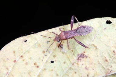 Yeşil yapraklı pis böcek, Kuzey Çin