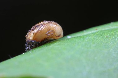 Yeşil yaprakların üzerinde Propylaea japonica pupa, Kuzey Çin