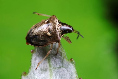 Yeşil yapraklı pis böcek, Kuzey Çin