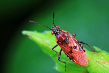 Yeşil yapraklı pis böcek, Kuzey Çin
