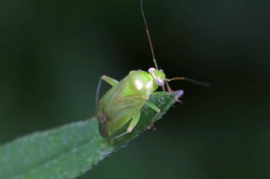 Yeşil yapraklı pis böcek, Kuzey Çin