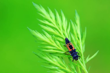 Uğur böceği larvaları doğal durumda, Kuzey Çin 'de.