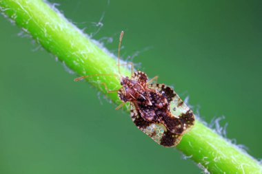 Yeşil yapraklı pis böcek, Kuzey Çin