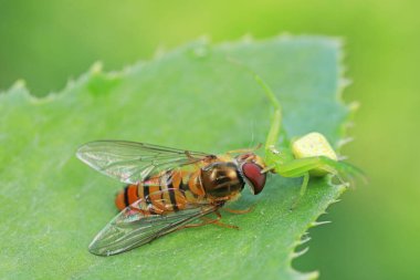 Yengeç örümcekleri Kuzey Çin 'de doğal koşullarda Syrphidae' yi avlarlar.