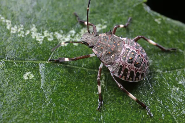 Yeşil yapraklı pis böcek, Kuzey Çin