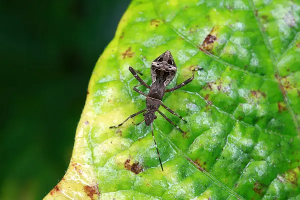 Yeşil yapraklı pis böcek, Kuzey Çin