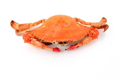 Beyaz arkaplanda pişmiş yengecin yakın plan görüntüsü