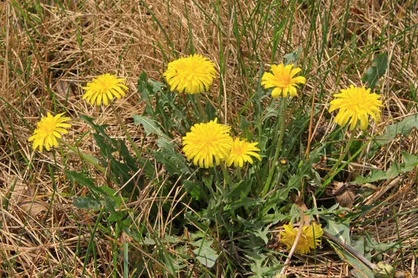 fondo transparente de Navidad con copos de nieve blancas y estrellas en el cielo azul