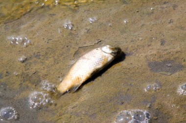Suda ölü balık, fotoğrafa yakın çekim.