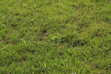 Parktaki çimenlik, fotoğrafa yakın çekim.