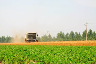 LUANNAN COUNTY - 15 Haziran 2014 'te, Luannan Eyaleti, Hebei Eyaleti, Çin' de hasatçı hasat ediyor.