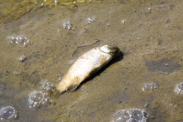 Suda ölü balık, fotoğrafa yakın çekim.