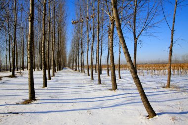 Karda orman arazisi, fotoğrafa yakın.