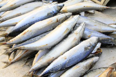 Donmuş İspanyol uskumrusu bir markette, fotoğrafa yakın çekim.