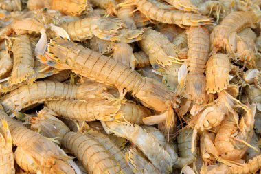 Peygamber devesi karidesi, bir tür deniz yaşamı, yenilebilir ve lezzetli olabilir..