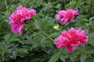 Bahçedeki şakayık çiçekleri, fotoğrafın yakın çekimi.