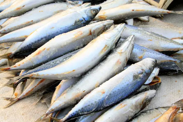 Donmuş İspanyol uskumrusu bir markette, fotoğrafa yakın çekim.