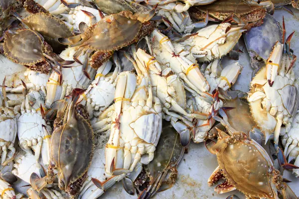 Taze yengeç, yakın plan fotoğraf.