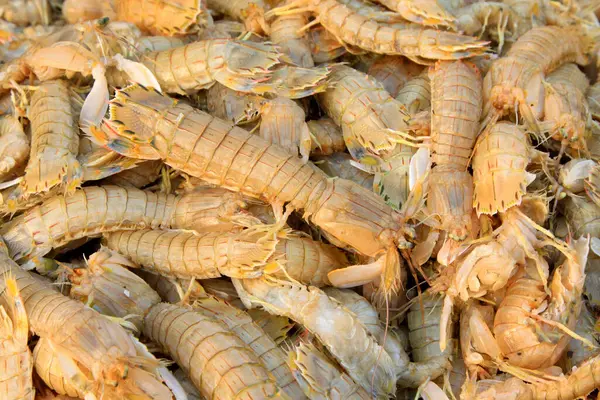 Peygamber devesi karidesi, bir tür deniz yaşamı, yenilebilir ve lezzetli olabilir..