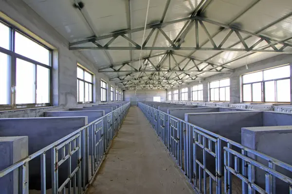 Çiftlikte buzağıların üreme odası, fotoğrafa yakın çekim.