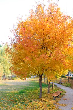Sarı ağaçlar ve park şeridi, fotoğrafa yakın çekim.