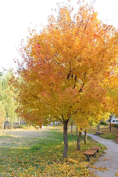 Sarı ağaçlar ve park şeridi, fotoğrafa yakın çekim.